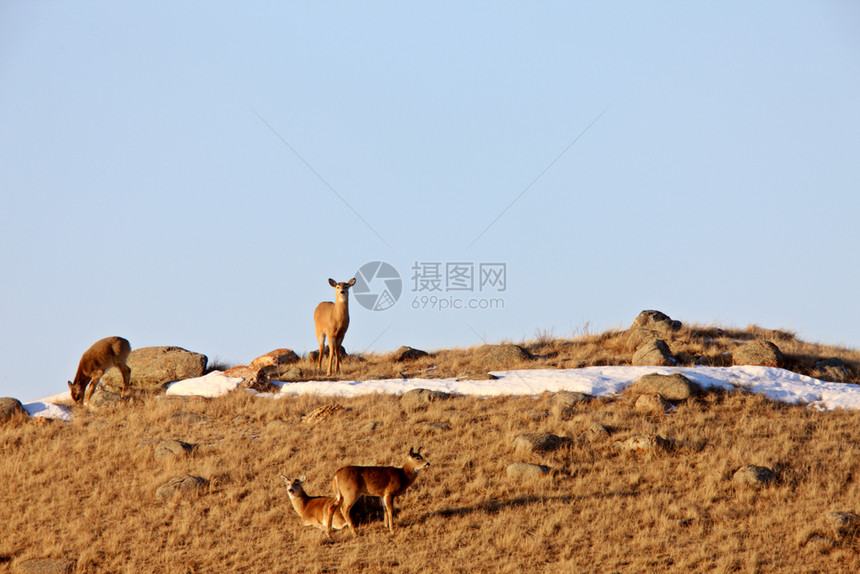 加拿大冬季萨斯喀彻温的鹿图片