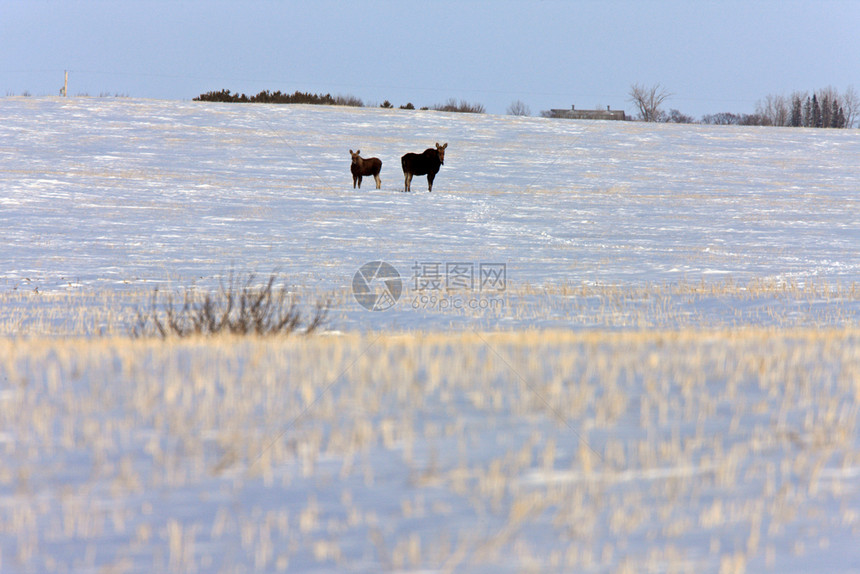 加拿大冬季萨斯喀彻温省PrairieMoose图片