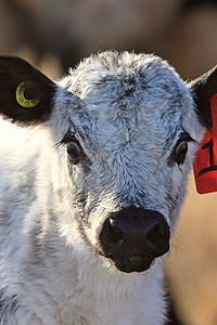 加拿大新出生的小牛背景图片