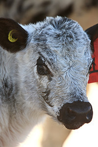 加拿大新出生的小牛背景图片