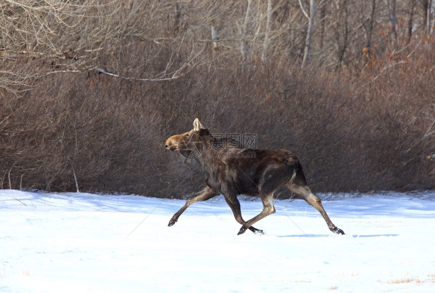 在冬季逃亡的驼鹿图片