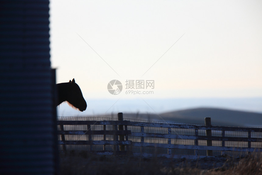 萨斯喀彻温日出农场的马匹图片