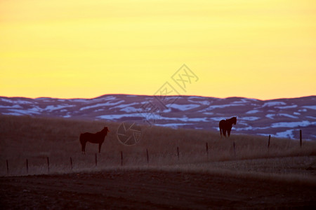 加拿大帕蕊的日落马图片