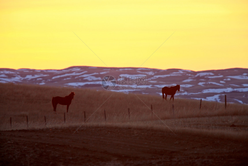 加拿大帕蕊的日落马图片