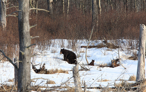 加拿大登冬附近的黑熊和背景图片