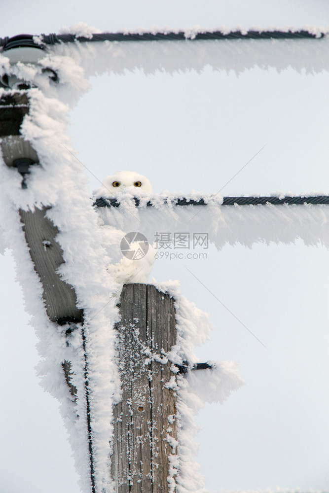 加拿大冰风暴雪猫图片