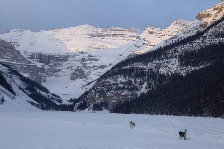 加拿大艾伯塔省冬季背景图片