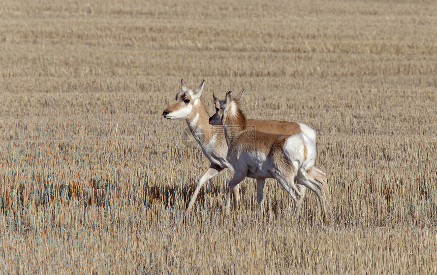 加拿大萨斯喀彻尔湾春季草原叉角羚羊图片