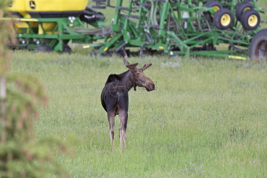 PrairieMoose加拿大艾伯塔省牛和小图片