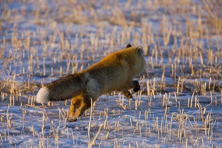 狐狸在冬季乡村草原上奔跑图片