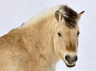 冬季加拿大露脊马关闭萨斯喀彻温图片