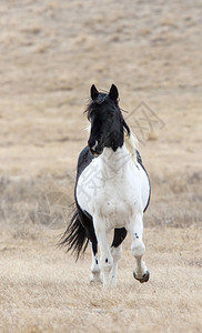 PrairieHorse萨斯喀彻温省加拿大外地春季图片