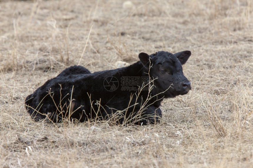 新出生的萨斯喀彻温冬季野外牛图片