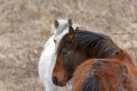 PrairieHorse萨斯喀彻温省加拿大外地春季图片