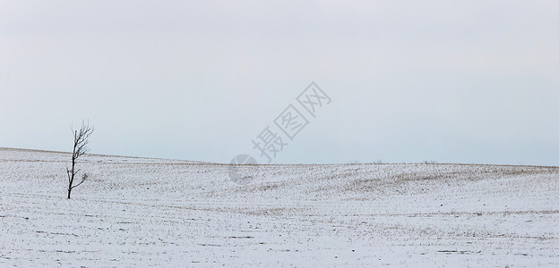 风景萨斯喀彻温大草原田园风光全景降雪图片
