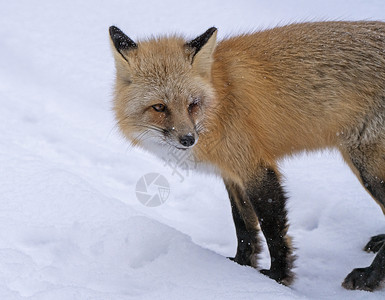 foxFox北萨斯喀彻温省部雪农村道路风景背景