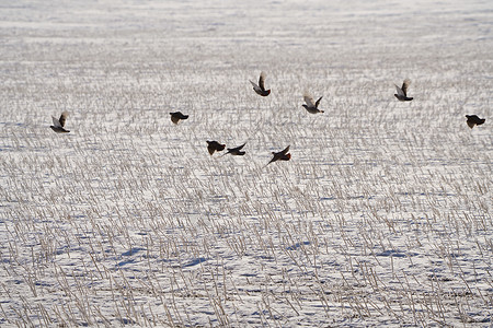 加拿大萨斯喀彻温省Partridge图片