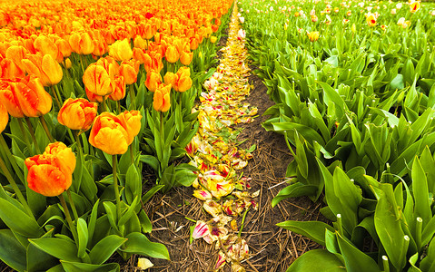 伦德马克Nethrlands的露天郁金香花田荷兰的春园中各种朵可供出售背景
