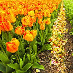 伦德马克Nethrlands的露天郁金香花田荷兰的春园中各种朵可供出售背景
