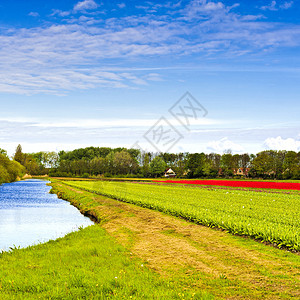 Nethrlands地区开花的郁金田排水渠附近的荷兰泉花园中杂背景