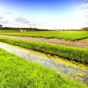 Nethrlands地区开花的郁金田排水渠附近的荷兰泉花园中杂背景图片