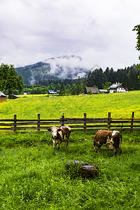 奥地利农村森林田地草和村庄覆盖着奥地大草原和雨的清晨雾图片
