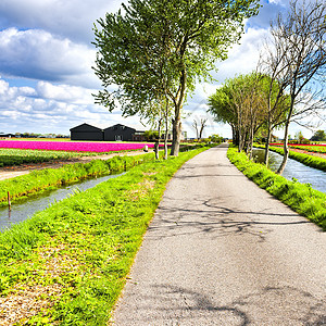 伦德马克Nethrlands地区开花的郁金田排水渠附近的荷兰泉花园中杂背景