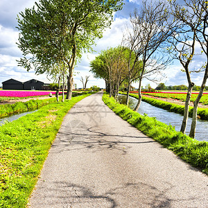 Nethrlands地区开花的郁金田排水渠附近的荷兰泉花园中杂背景图片