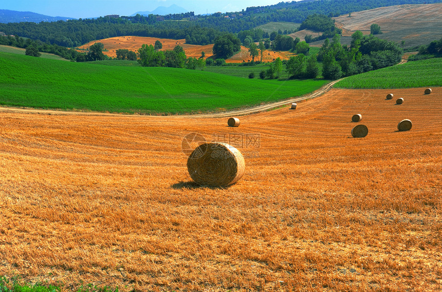 托斯卡纳小麦田风景图片