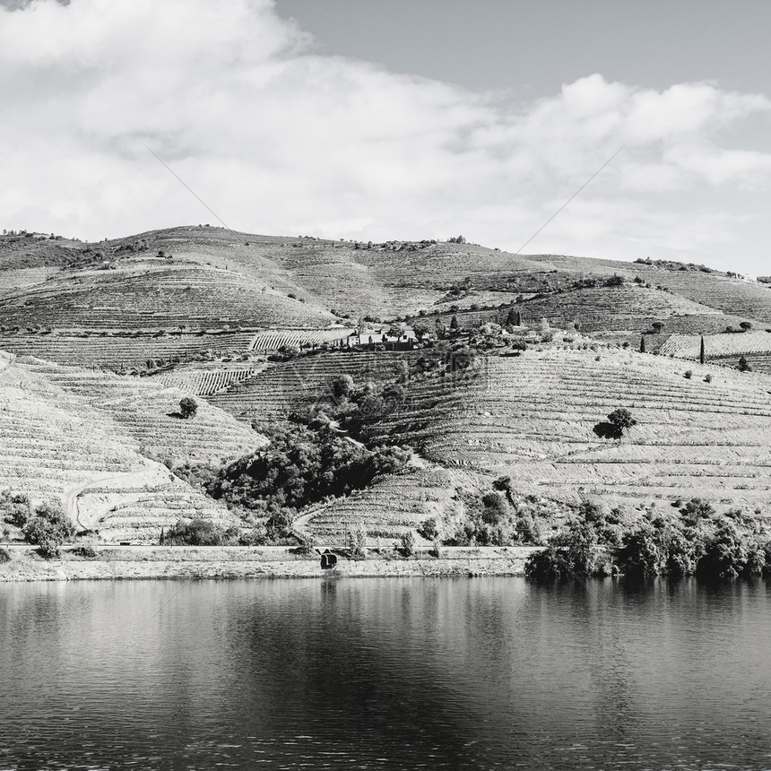 在葡萄牙的杜罗河地区旅行穿过葡萄园和橄榄在葡萄牙村庄种植物拍摄黑白照片图片