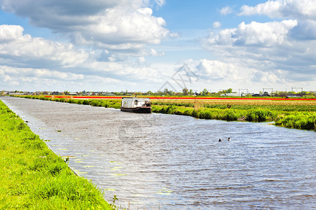 在荷兰排水渠附近的一个荷兰春季花园中在荷兰郁金香田之间灌溉运河上的豪华船将花朵杂交在一起背景图片