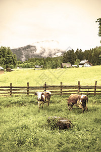 奥地利森林田野草原和村庄的风云雨淋在奥地利农村绿山新草原上放牧图片