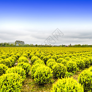 荷兰See公司在荷兰开垦的土地上农业图片
