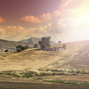 收获后西里小麦田日出山丘鲜花牧场和阳光的西里风景图片