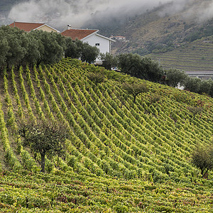 葡萄牙杜罗河地区的葡萄园图片