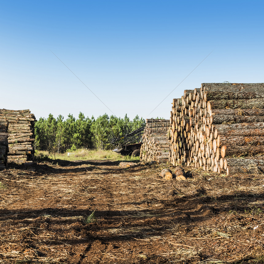 法国砍伐后森林中的木原图片