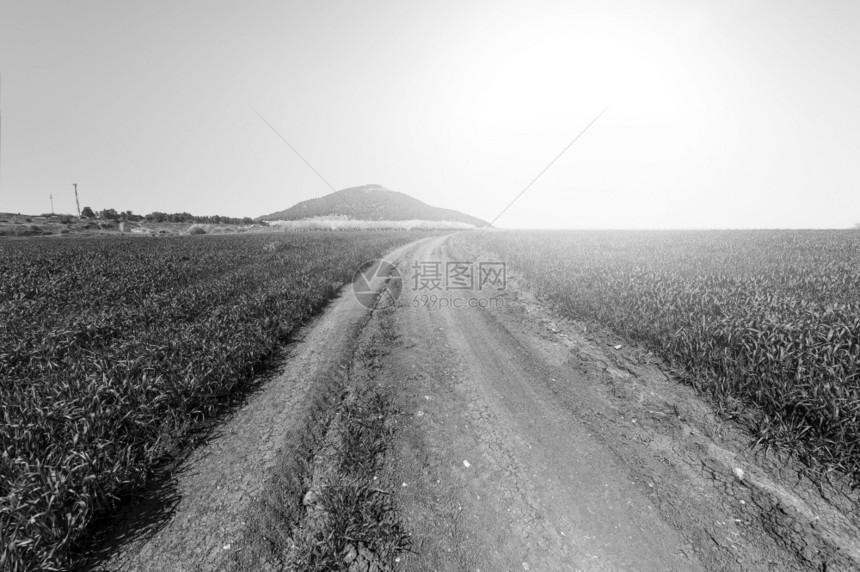通向以色列塔博山脚下开花的杏园泥土路日出时在以色列北部的早晨雾图片