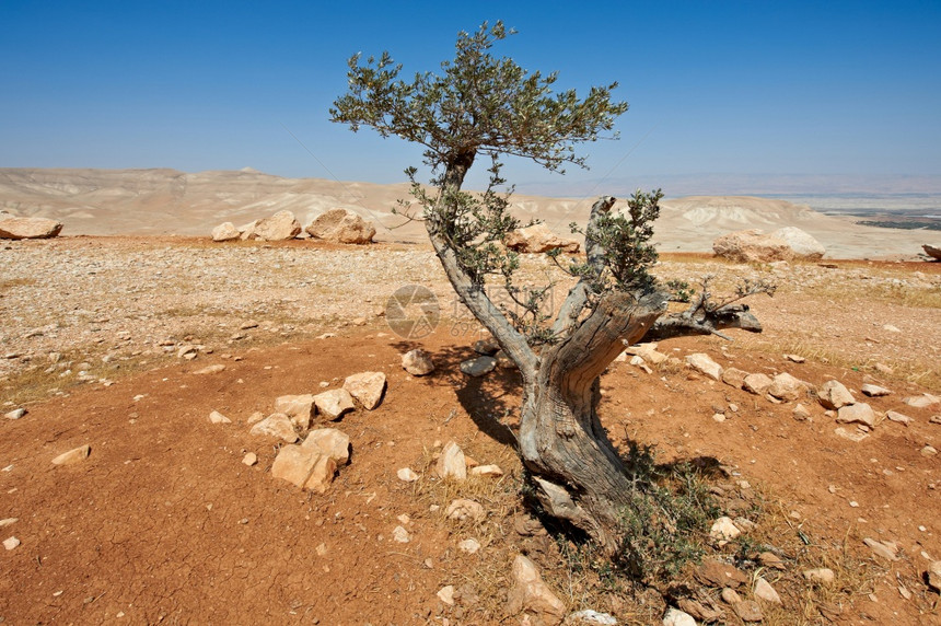 以色列内盖夫沙漠的橄榄树以色列南部沙漠的岩层令人窒息的景色图片