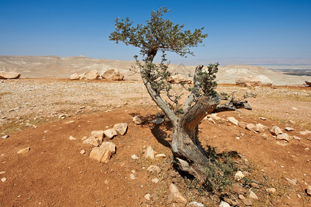 以色列内盖夫沙漠的橄榄树以色列南部沙漠的岩层令人窒息的景色图片