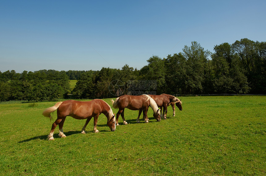巴伐利亚马匹在德国草地上放牧图片