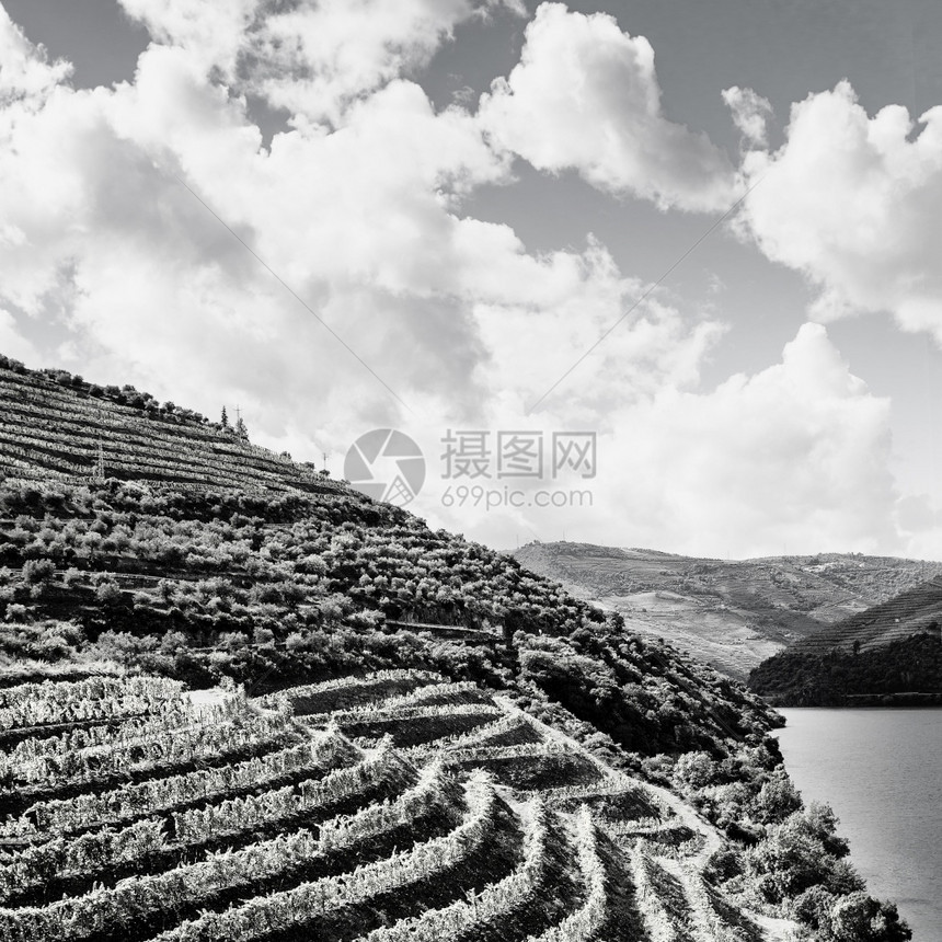 在葡萄牙的杜罗河地区旅行穿过葡萄园和橄榄在葡萄牙村庄种植物拍摄黑白照片图片