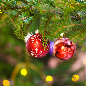 Xmas背景室内天然圣诞树枝上带雪花的红球图片