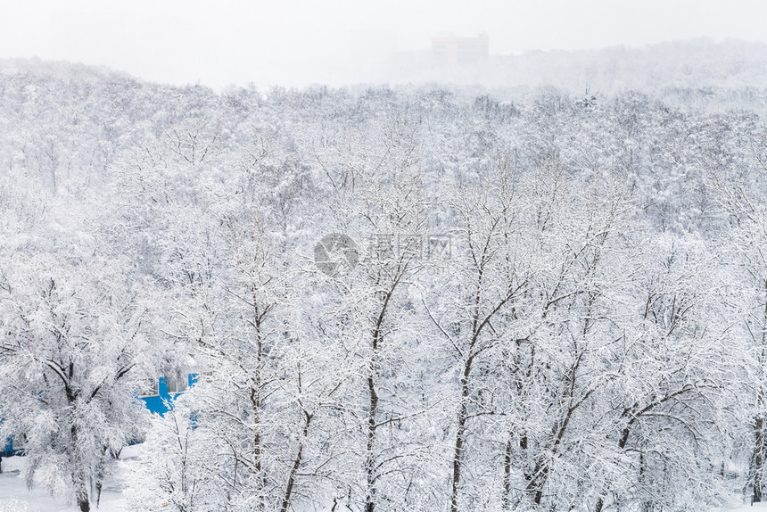 莫斯科市蒂米里亚泽夫斯基公园冬季的雪覆盖树木图片