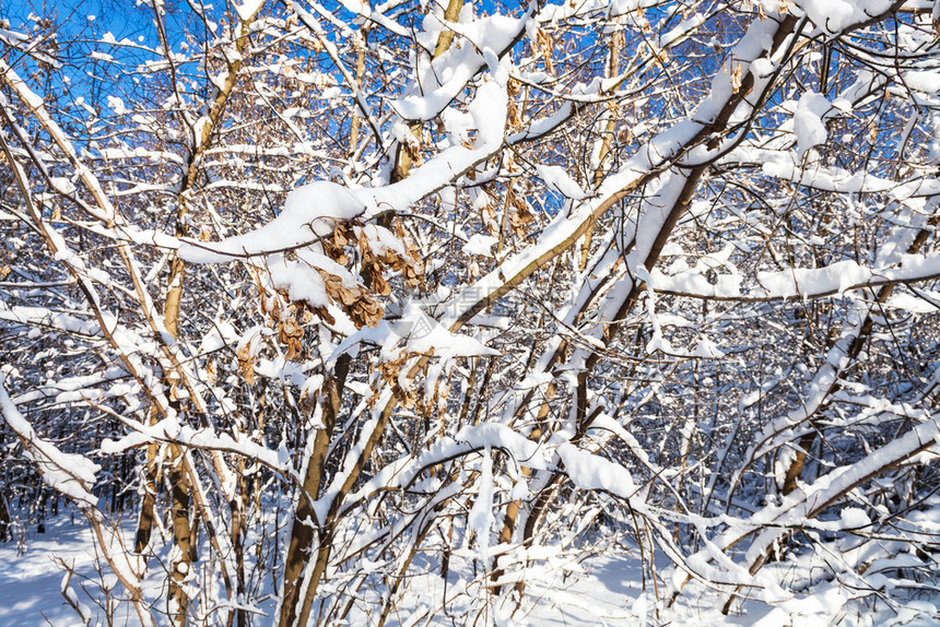 莫斯科市Timiryazevskiy公园雪覆盖的树枝上图片