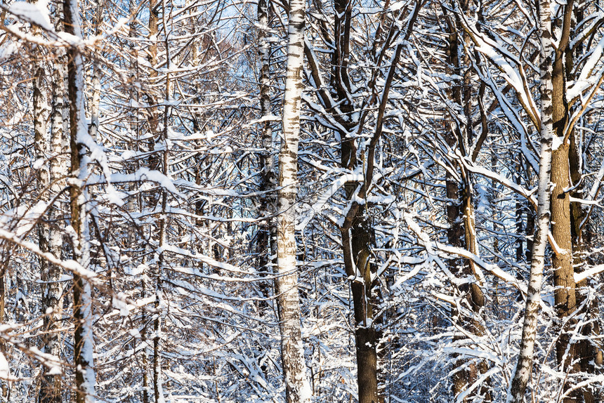 莫斯科市Timiryazevskiy公园雪林中阳光明媚的冬日图片