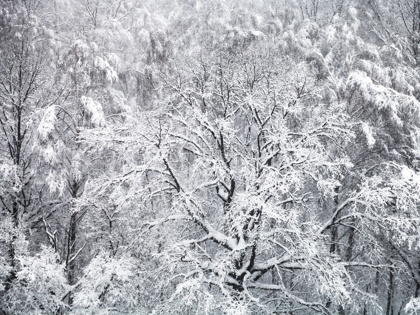 园林中的雪树图片