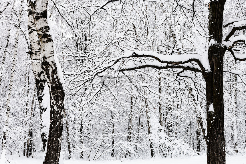 莫斯科市Timiryazevskiy公园雪林中的树枝和橡图片