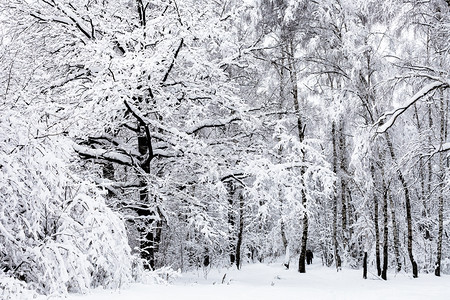 莫斯科市的雪城蒂米里亚泽夫斯基公园的人们在过冬天图片