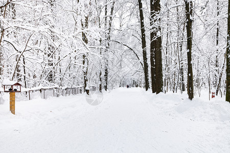 莫斯科市Timiryazevskiy公园冬季森林下雪的路图片