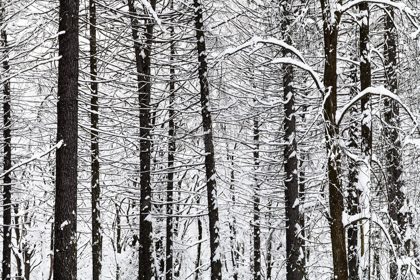 莫斯科公园雪林中裸露的树干图片